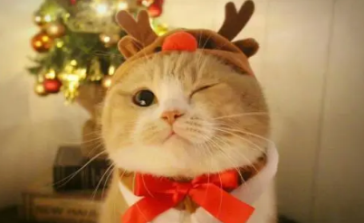 程序員的項(xiàng)目經(jīng)歷